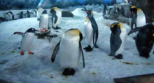 pingouins à l'Underwater World