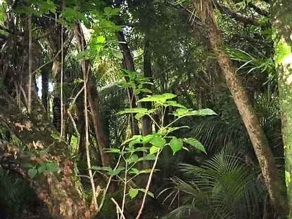 forêt à Auckland 1