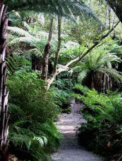 forêt à Auckland 2