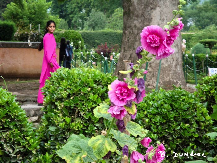 jardin à Srinagar