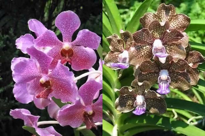 orchidées à Singapour