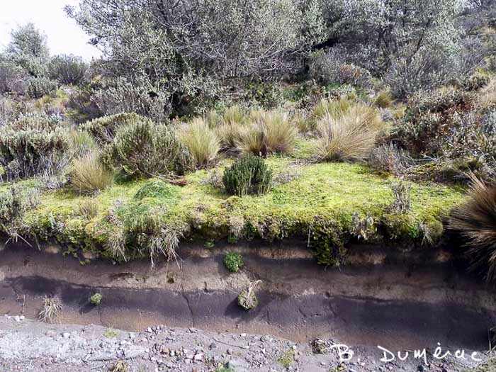 Route vers le Cayambe 2