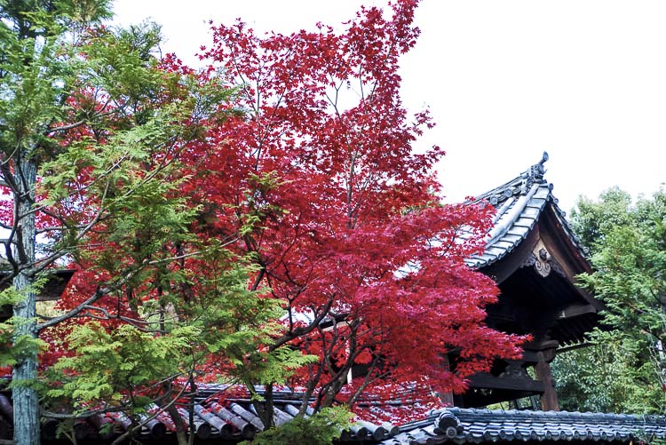 Daitoku-ji 8