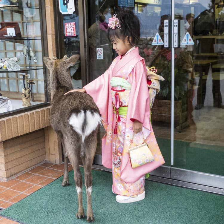 Miyajima 5