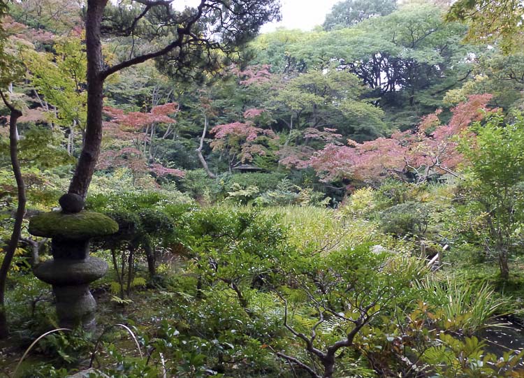 Nezu 3