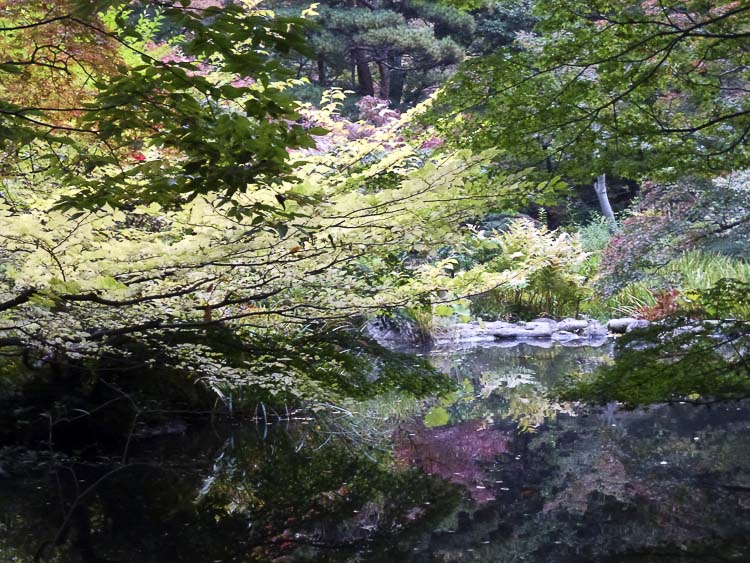 Nezu 8