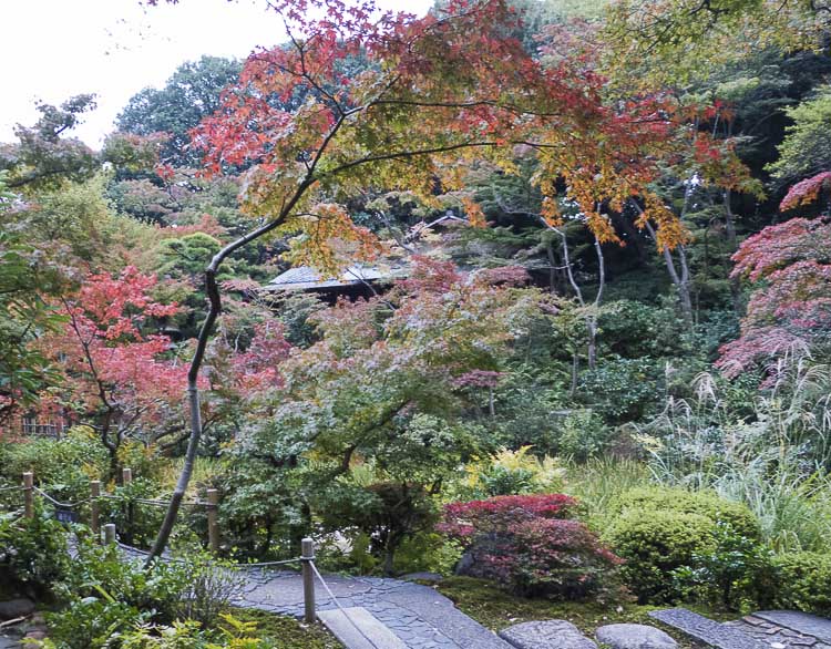 Nezu 5