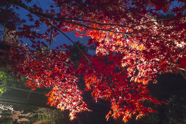 Miyajima 17