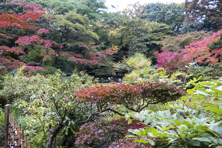 Nezu 4