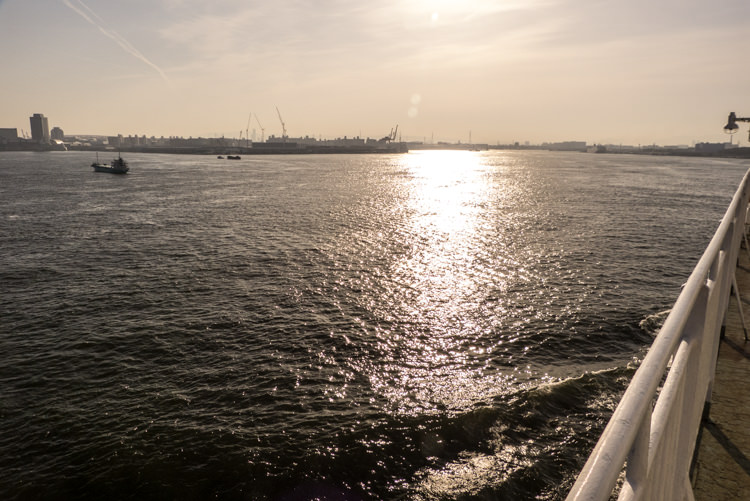 Ferry Sunflower