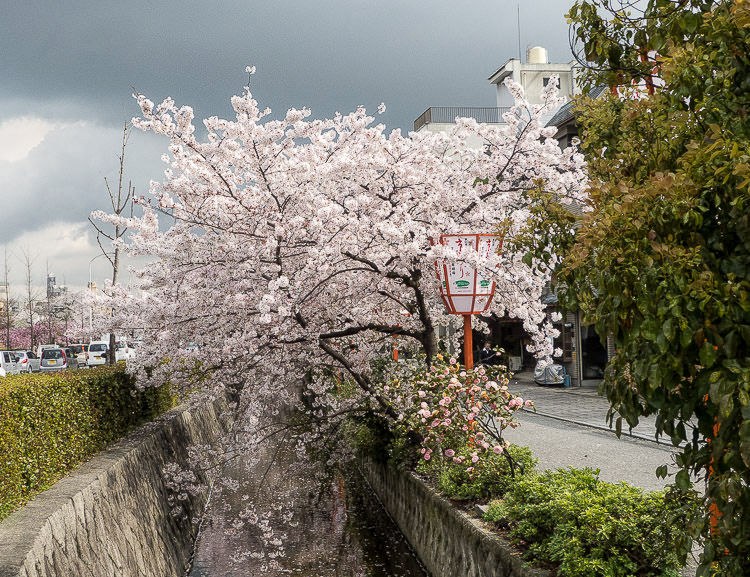Kyoto Kamogawa