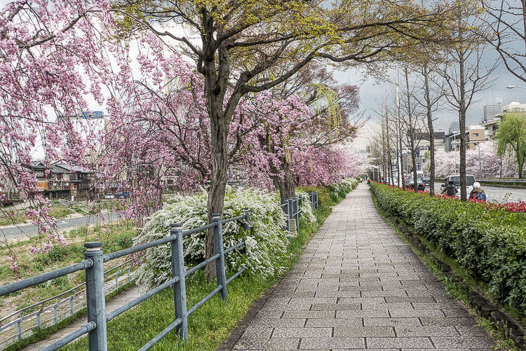 Kyoto Kamogawa