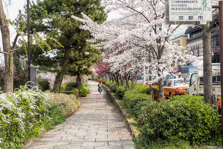 Kyoto Kamogawa