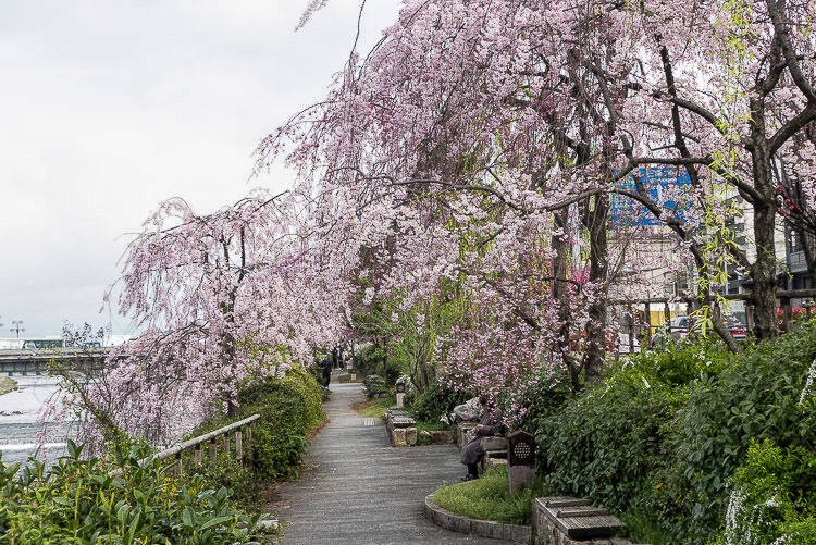 Kyoto Kamogawa
