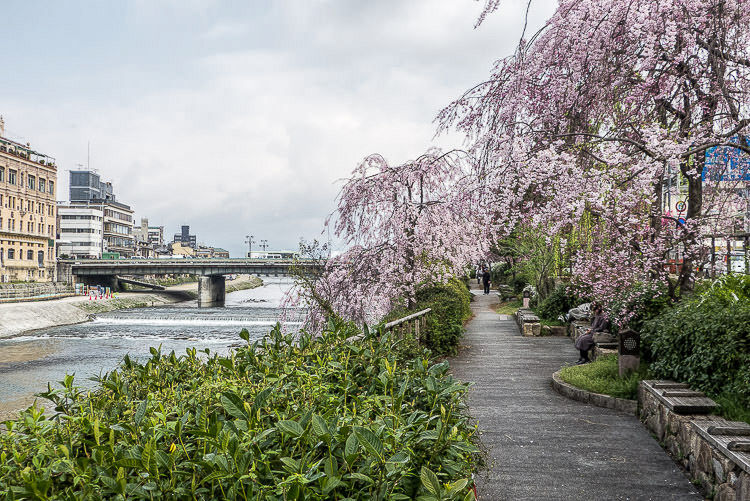 Kyoto Kamogawa
