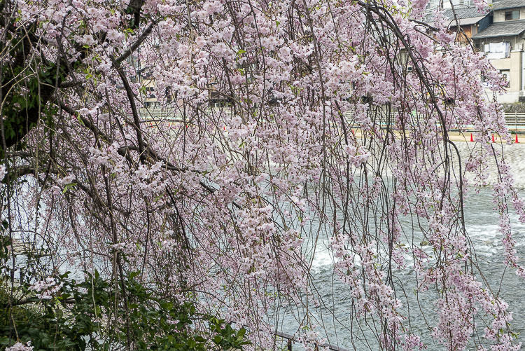 Kyoto Kamogawa