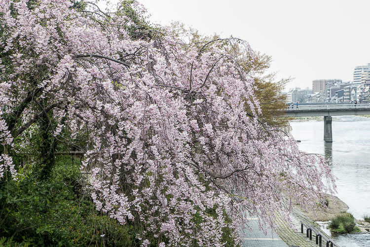 Kyoto Kamogawa