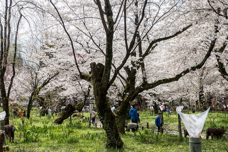 Hirano Shrine