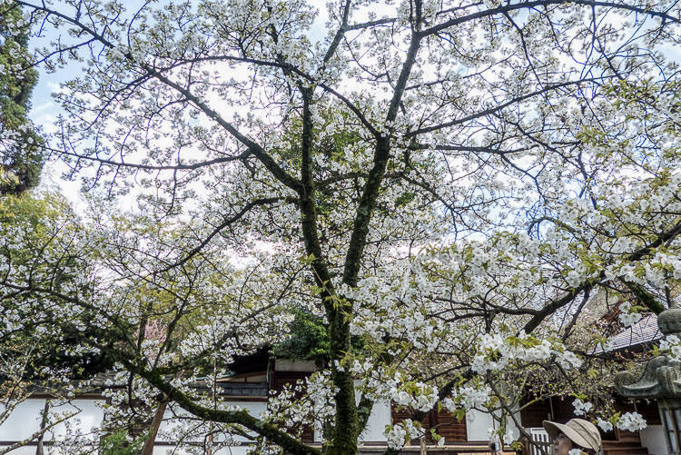 Hirano Shrine