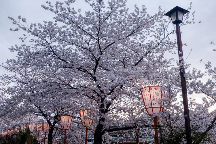 Kyoto nuit