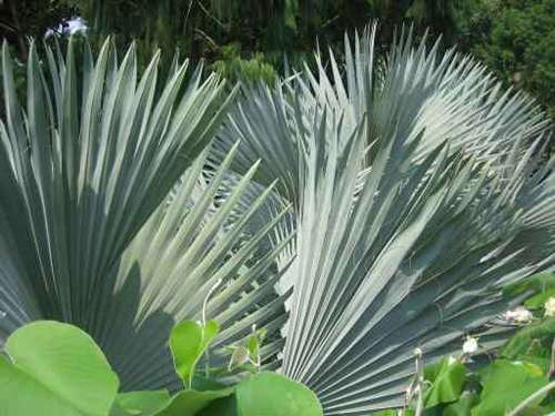 jardin botanique de Singapour