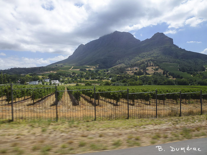 Cape Town, Route des vins