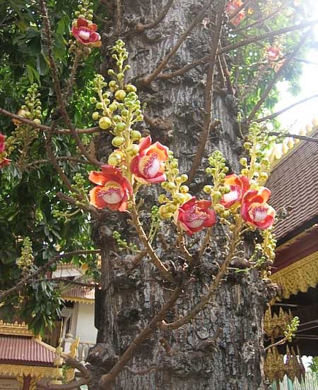 shorea robusta Cambodge