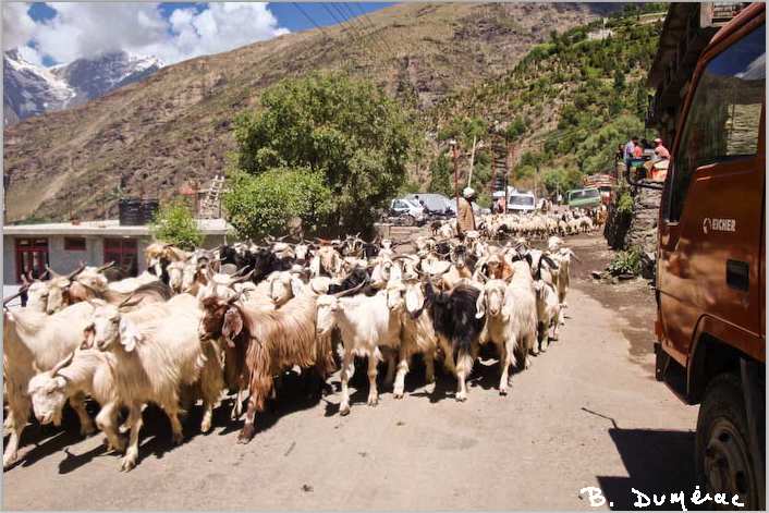 troupeau yacks à Keylong
