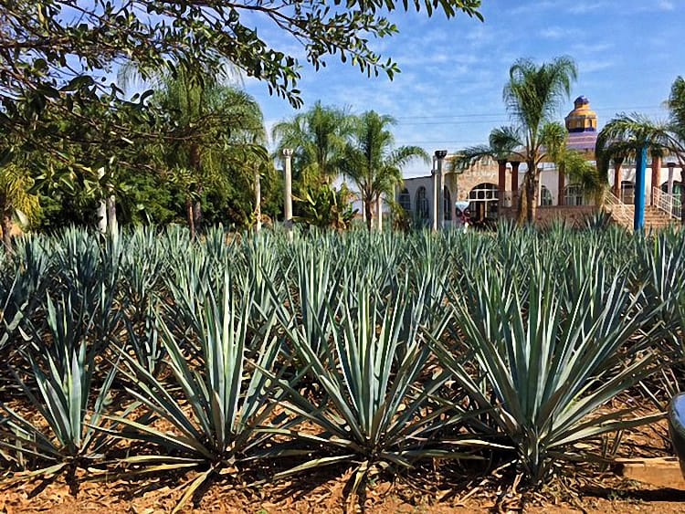 Mexique 2017